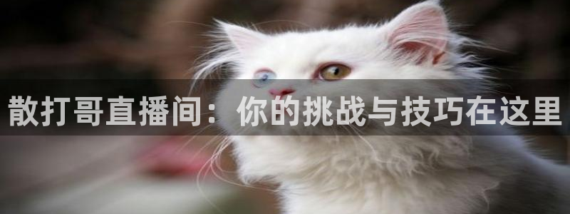 蓝鲸视频实拍：散打哥直播间：你的挑战与技巧在这里